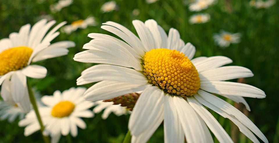 Discover the Many Benefits of the Oxeye Daisy