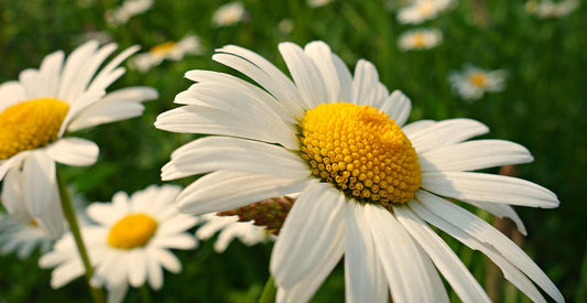 Discover the Many Benefits of the Oxeye Daisy